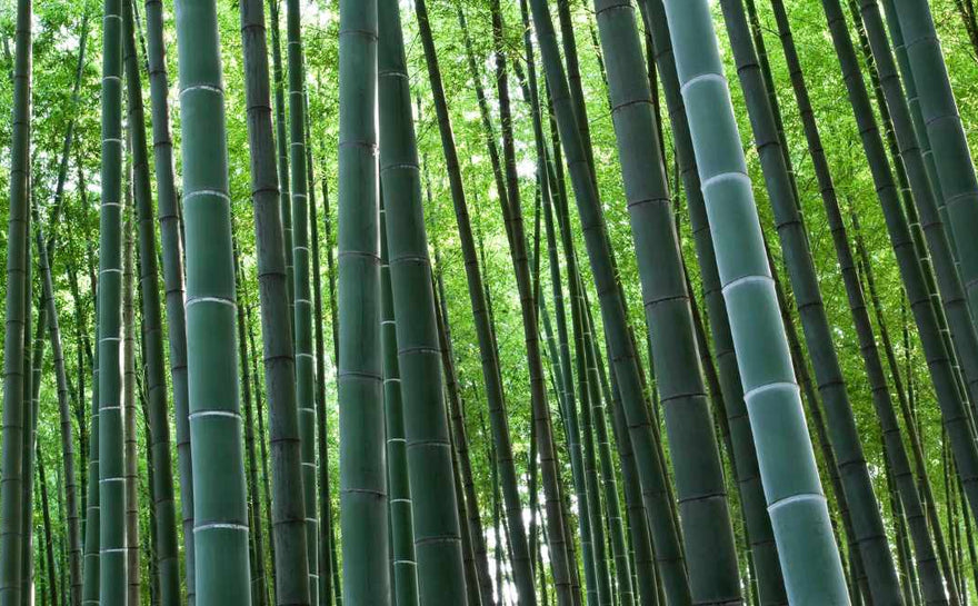 Bamboo Material and Slumberfy's Products