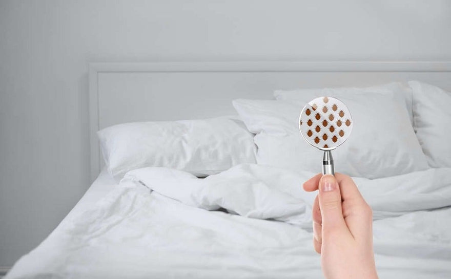 Bed Bugs in Mattresses and How They Affect Your Health
