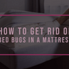 How to Get Rid of Bed Bugs in a Mattress | Slumberfy