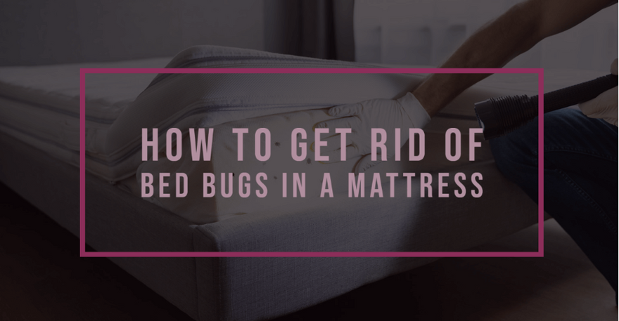 How to Get Rid of Bed Bugs in a Mattress | Slumberfy